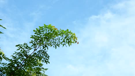 파란 하늘과 초록색이 떠납니다.