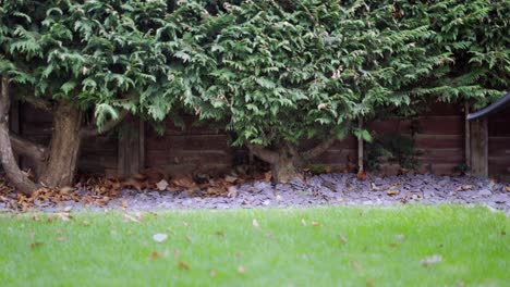 Mann-Mit-Grünen-Gummistiefeln-Bläst-Blätter-Im-Garten-Mit-Laubbläser