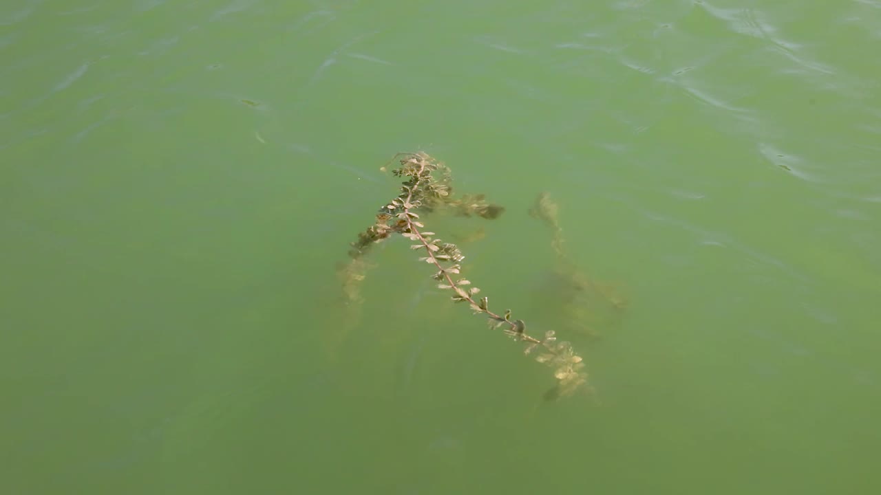 plantas que crecen en el lago, especies de plantas que flotan en el agua