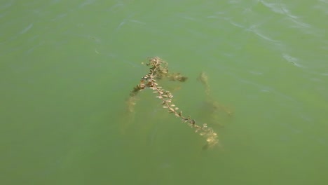 Plantas-Que-Crecen-En-El-Lago,-Especies-De-Plantas-Que-Flotan-En-El-Agua