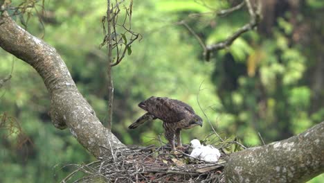 a-javan-hawk-eagle-is-teaching-its-chicks-how-to-eat-fresh-bat-meat