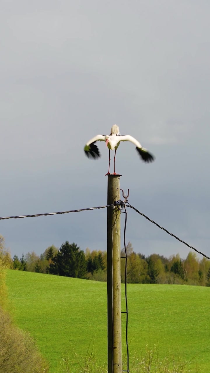 Vertikal video af majestætisk hvid stork, der vogter sit territorium oven på en træstrømstolpe i et frodigt forårslandskab. Vilde fugle i naturen
