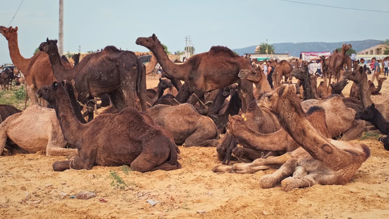 Kameler ved Pushkar mela kamelmessefestival på marken spiser og tygger. Pushkar, Rajasthan, Indien