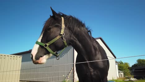 plano medio de un caballo negro esperando comida