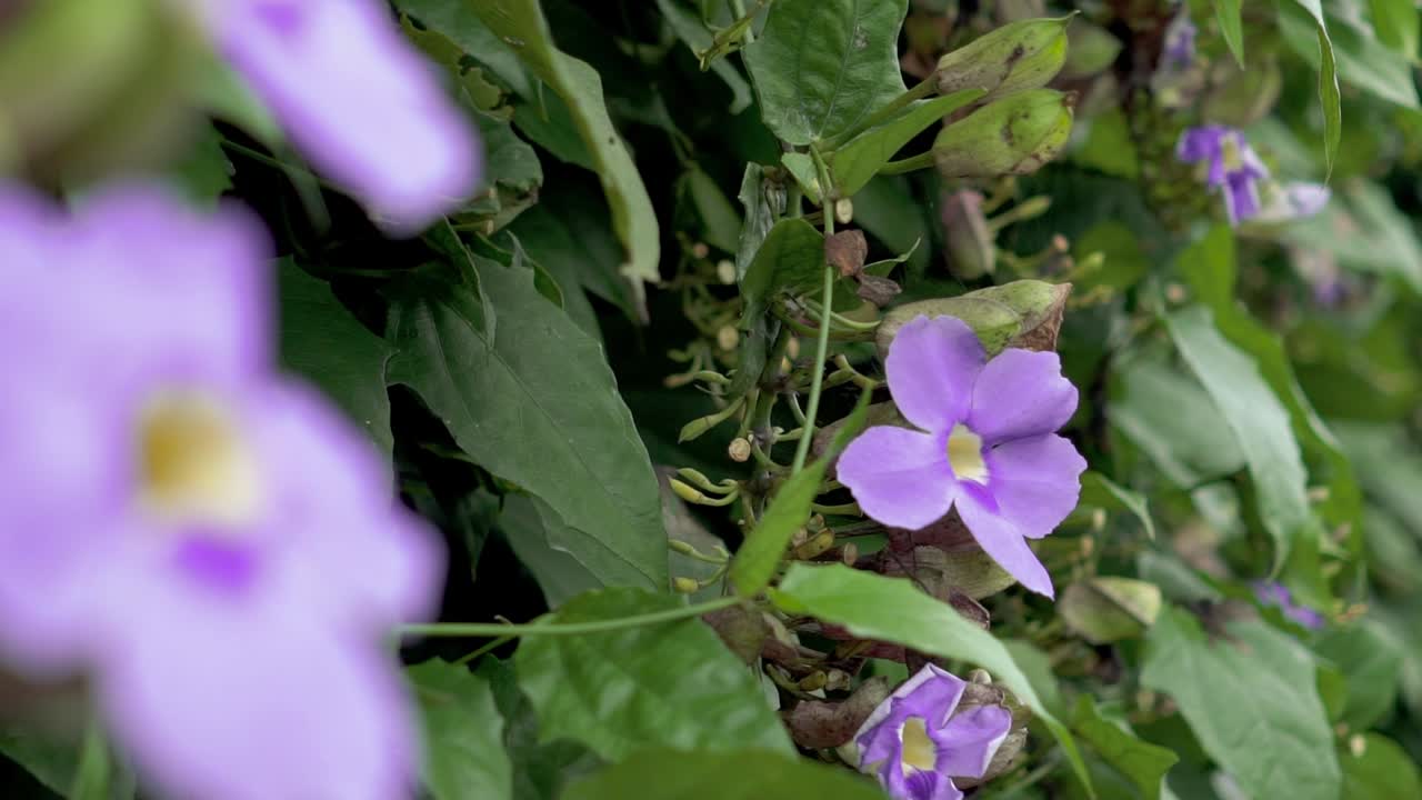 Purple flower in slow motion shaking with the wind and a beatufil bookeh