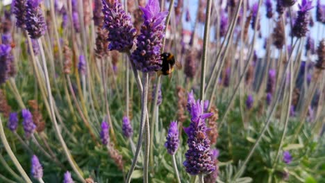 Garten-Voller-Lavendel