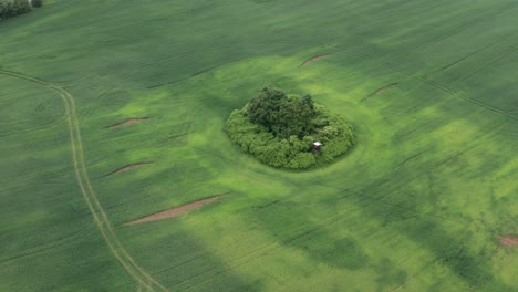 Un-Prado-De-Hierba-Recién-Cortada-Con-Una-Isla-De-árboles-Y-Arbustos-En-El-Medio