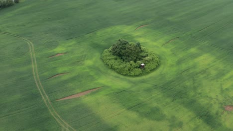 un prado de hierba recién cortada con una isla de árboles y arbustos en el medio