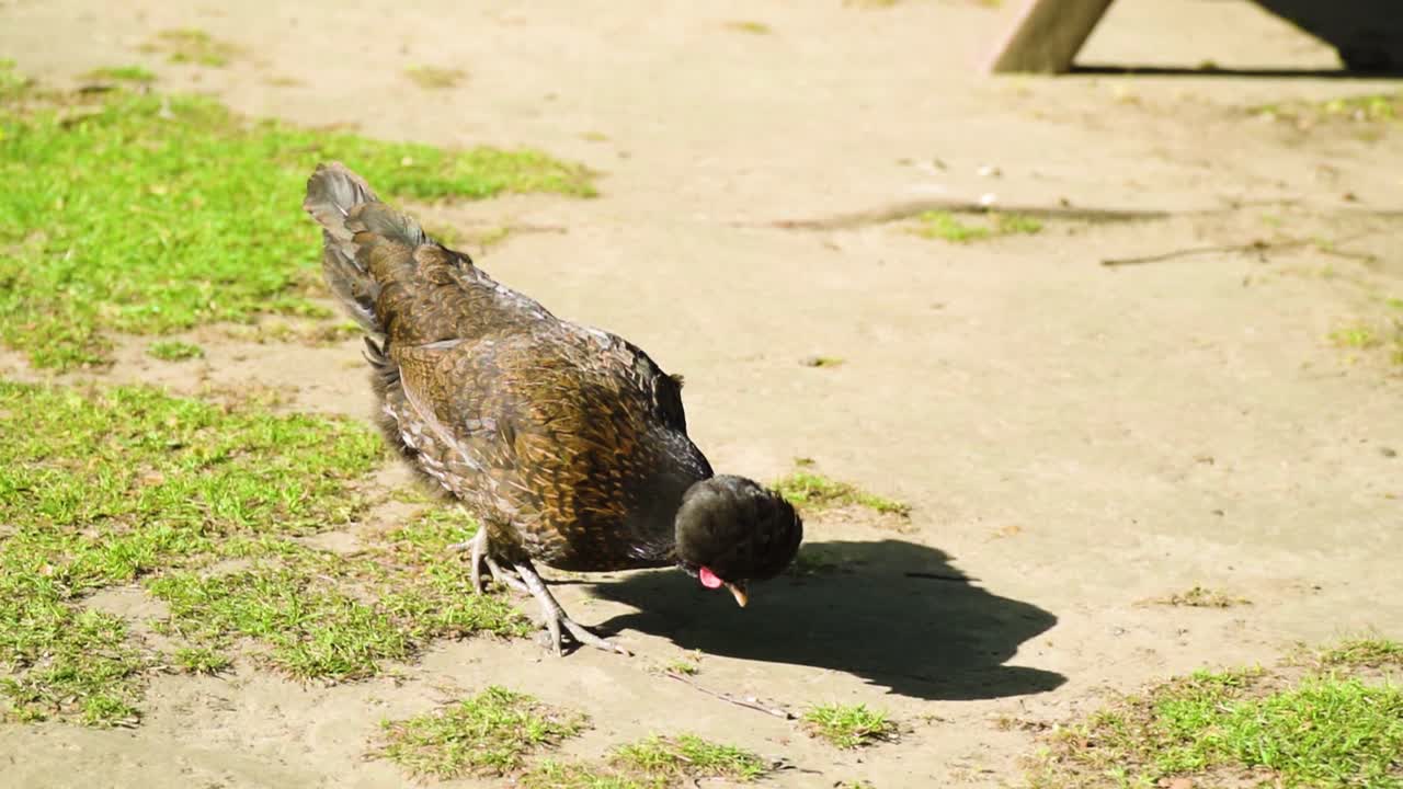 아프로 스타일의 이발을 한 치킨이 화창한 날 바닥의 조각을 따고 있습니다.