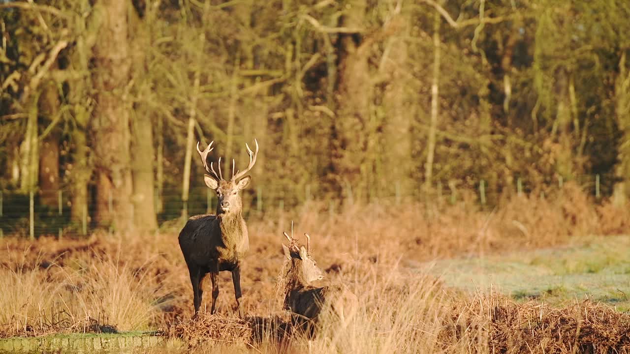 A beautiful pair male deer stags on the dry, brown grass of London, England - close up