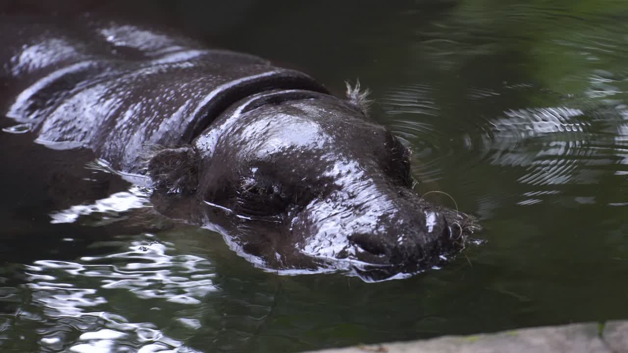 A hippopotamus that is bathing only shows its head in a pool of calm water.