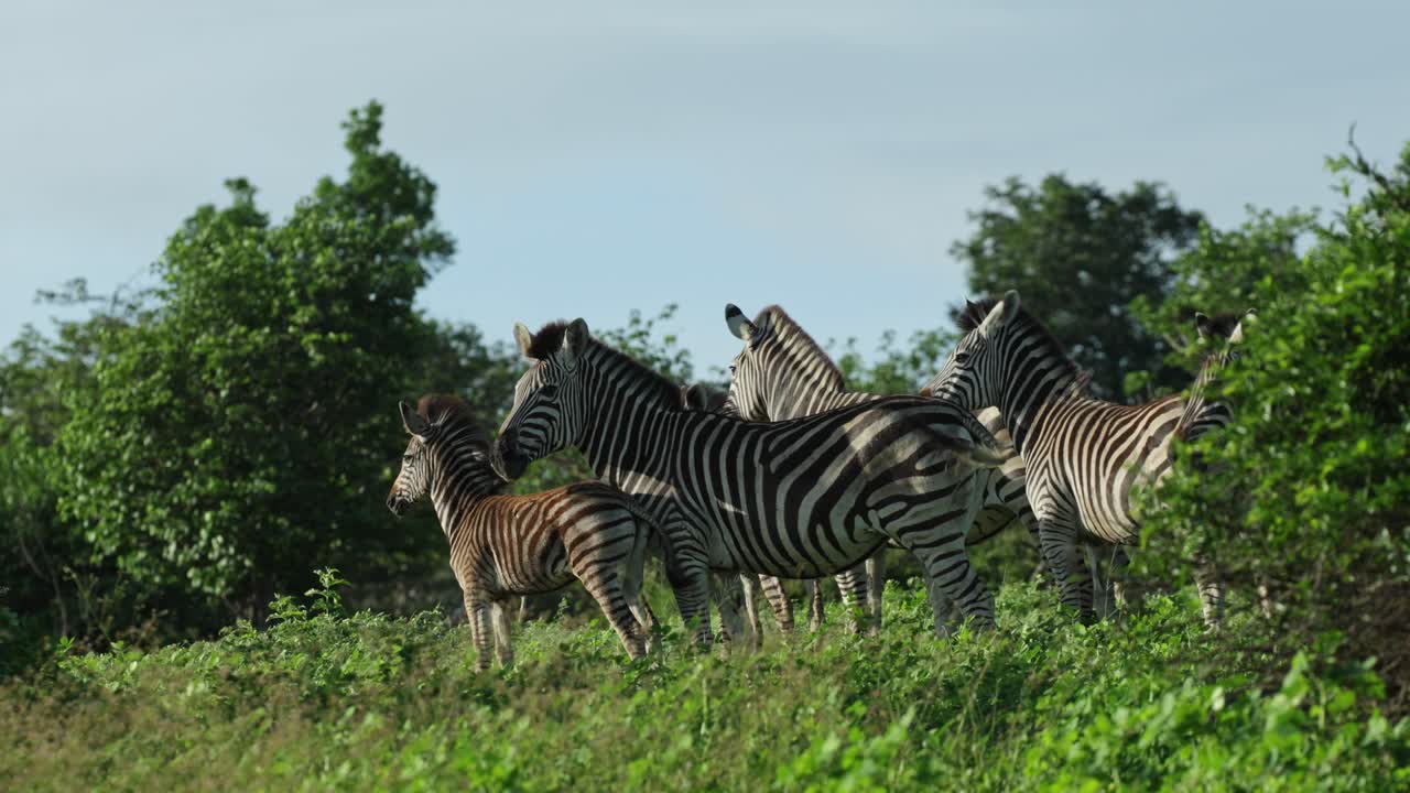 Campo lungo di una mandria di zebre di Burchell che stanno vicine nel verde paesaggio estivo, Parco nazionale di Chobe