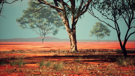 Desert trees in plains of africa under clear sky and dry floor