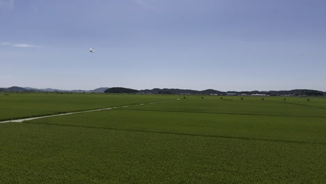 rural landscape of rice farming area of korea. midsummer