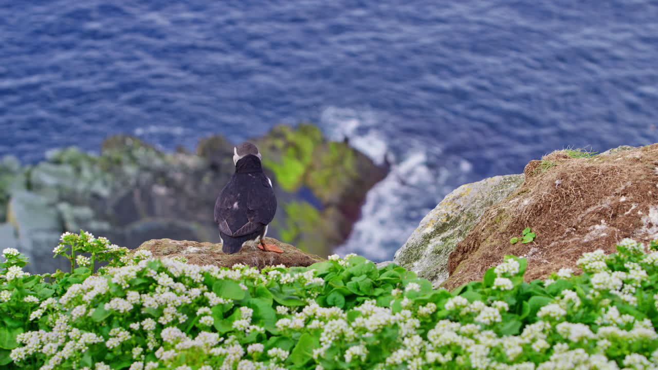 Medium shot of Atlantic puffin (Fratercula arctica) standing on rocky cliff with ocean waves in background on Hornøya Island, northern Norway. Vibrant summer light, coastal vegetation frame the bird