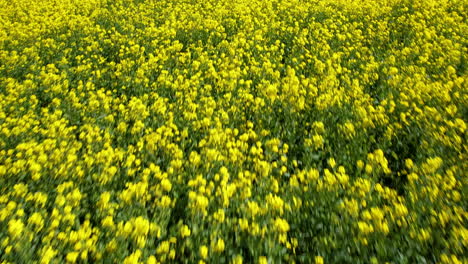 low fast flight over bright yellow canola oilseed rape field
