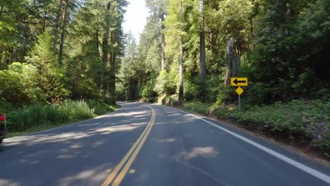 driving the redwood highway