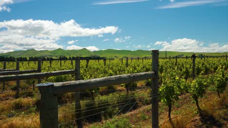 hermoso paisaje verde con viñedos y montañas en nueva zelanda
