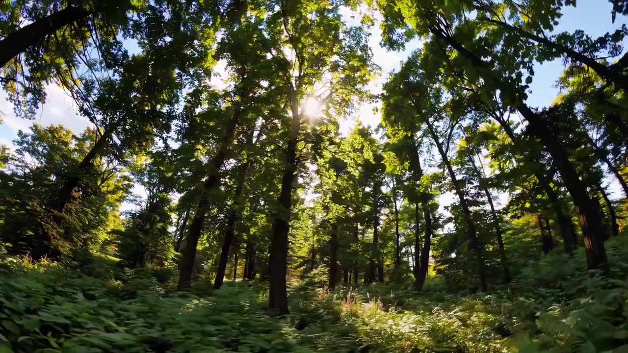 Luce solare che filtra attraverso alberi verdi in una foresta lussureggiante