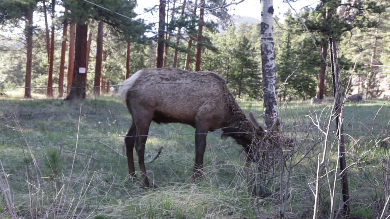 Close up of an elk in a forest eating grass on a summer Colorado day
