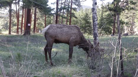 close up of an elk in a forest eating grass on a summer colorado day