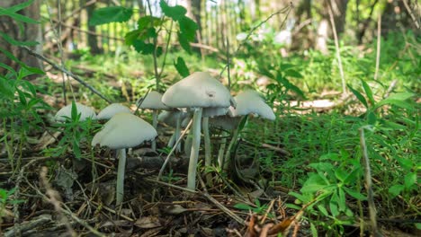 Time-lapse-of-a-white-mushroom-cluster-growing-in-a-shaded-area-on-a-sunny-day