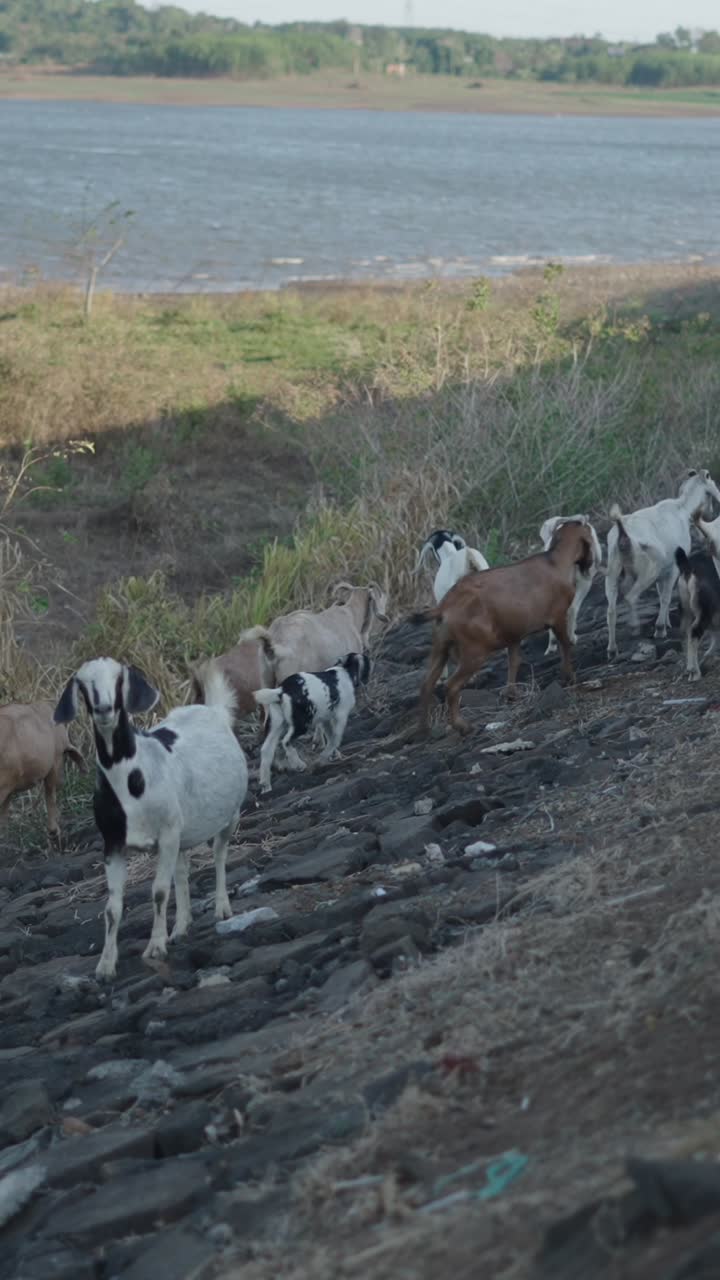 A herd of goats grazing near a body of water