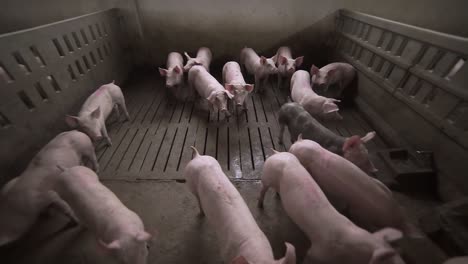 piglets moving in farm enclosure