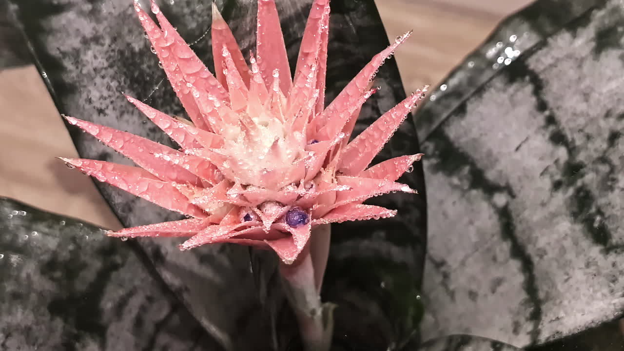 Detailed close-up of Aechmea fasciata, the Silver Vase Plant, highlighting its silver-green leaves and pink flower bracts in Jelgava, Latvia