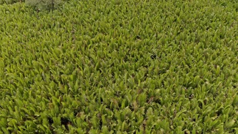 Aerial-tilt-down-view-of-a-field-of-nipa-palms-in-a-swampy-area-of-Bangladesh