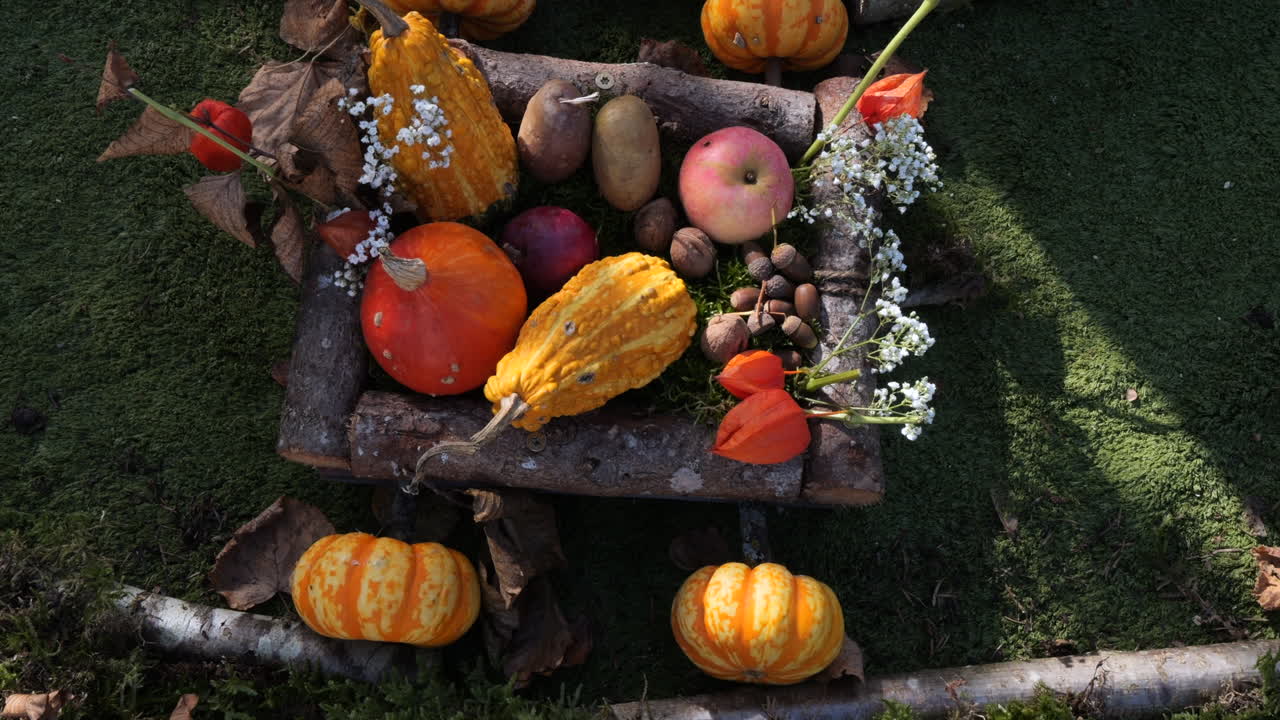 toma de diferentes tipos de calabazas naturales y decorativas para el día de halloween