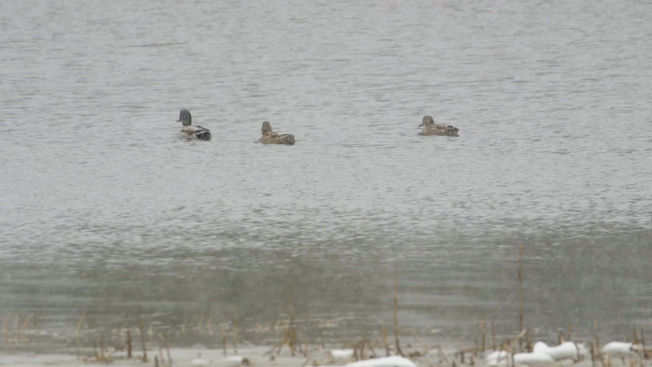 Ducks near the mouth of Saco River in Maine during heavy snowfall in mid-winter. Slow motion. Clip C.
