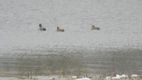 ducks near the mouth of saco river in maine during heavy snowfall in mid-winter. slow motion. clip c.