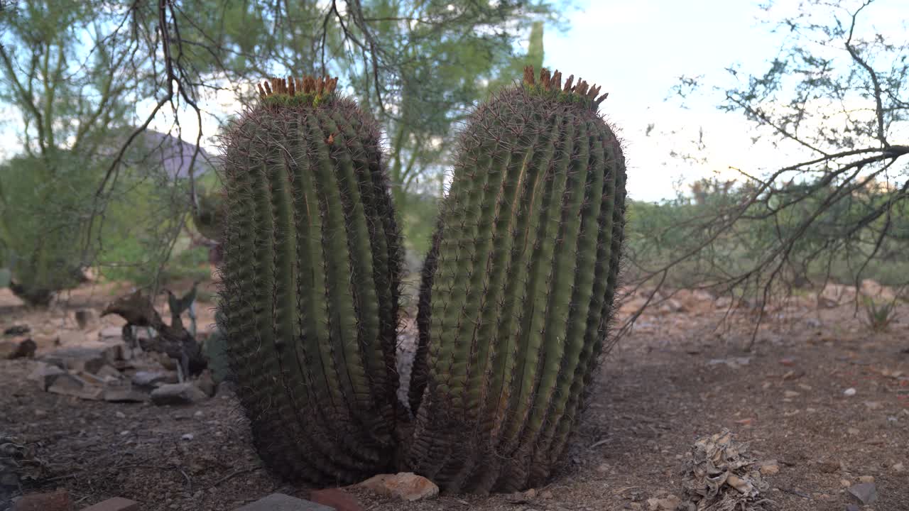 plano general estático de cactus barril tomados durante un día caluroso en el desierto de sonora