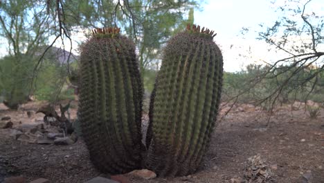 static wide shot of barrel cacti taken during a hot day in the sonoran desert