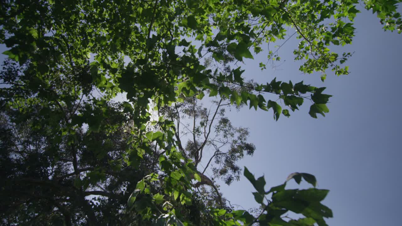 태양은 나무의 잎사귀를 통과한다