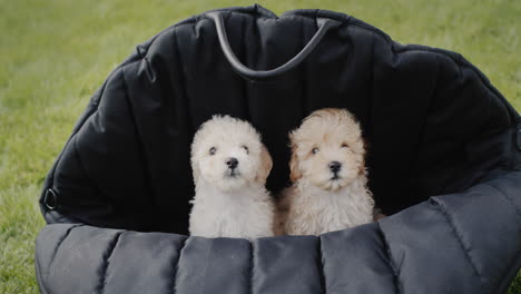 dos lindos cachorros en una bolsa de viaje negra que se encuentra en la hierba verde