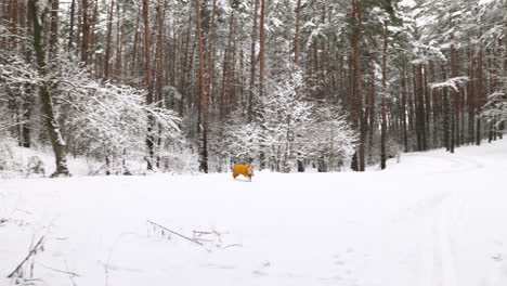 Verschneiter-Wald