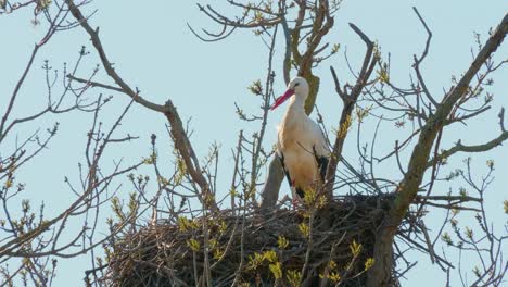 Störche-In-Einer-Natürlichen-Umgebung,-In-Einem-Baum,-In-Ihrem-Nest