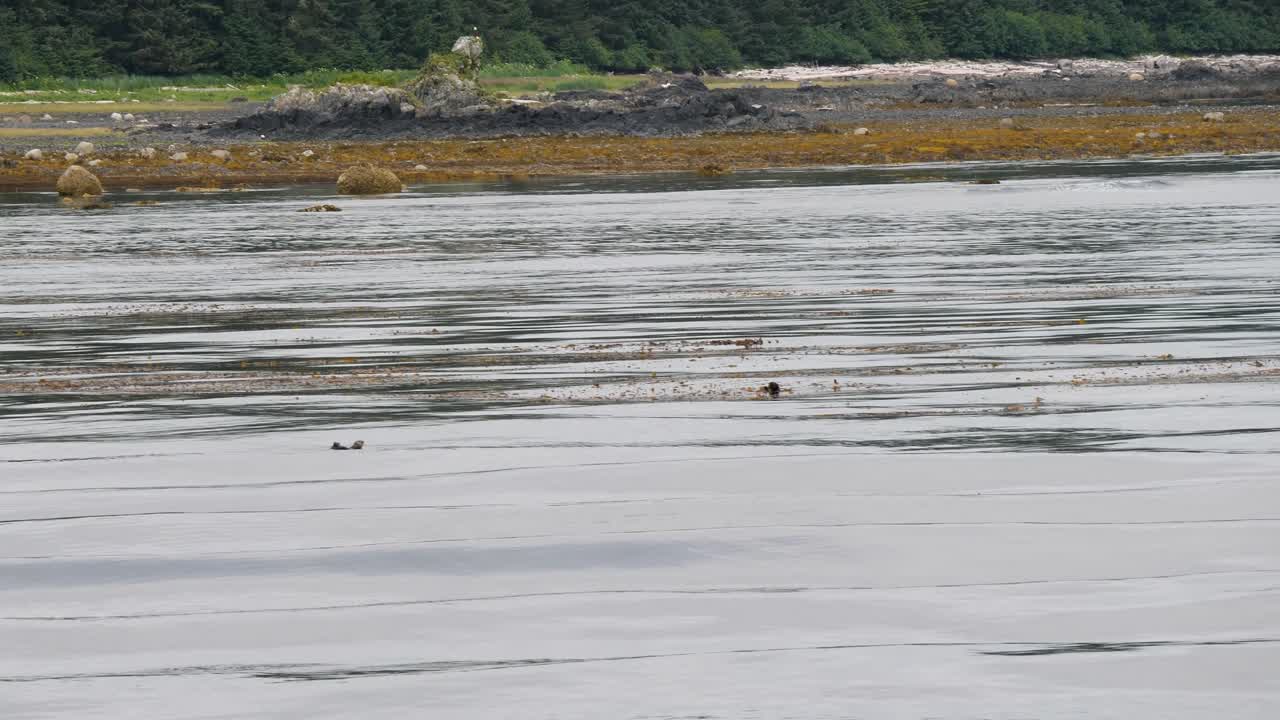 Sea Otters in shallow waters around Sitka and Bald Eagles resting on a stone in the background, Alaska's wildlife.
