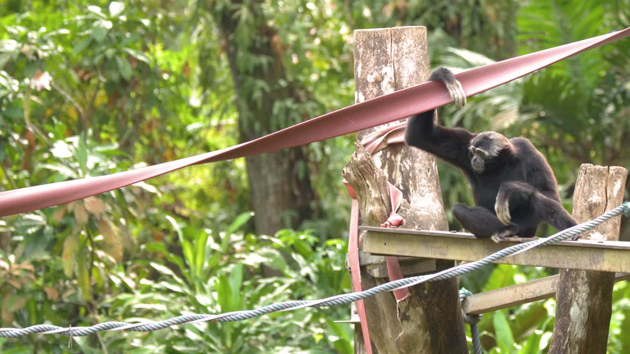 Un gibbone nero siede su una piattaforma di legno, tenendo una cinghia in una foresta lussureggiante.