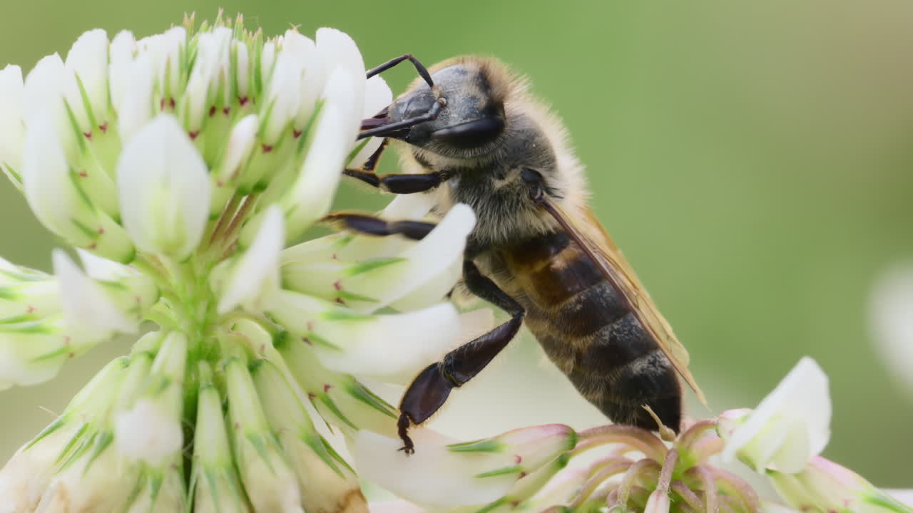 A bee is busily collecting nectar from blooming white clover flowers under sunlight. The scene showcases nature's beauty and the importance of pollinators in ecosystems