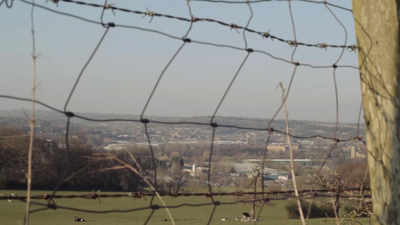 View of friesian cows grazing on farmland through view of metal gate wide landscape tilting crane shot in Yorkshire