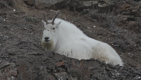 primer plano de una cabra de montaña rocosa descansando en una ladera en yukon, canadá