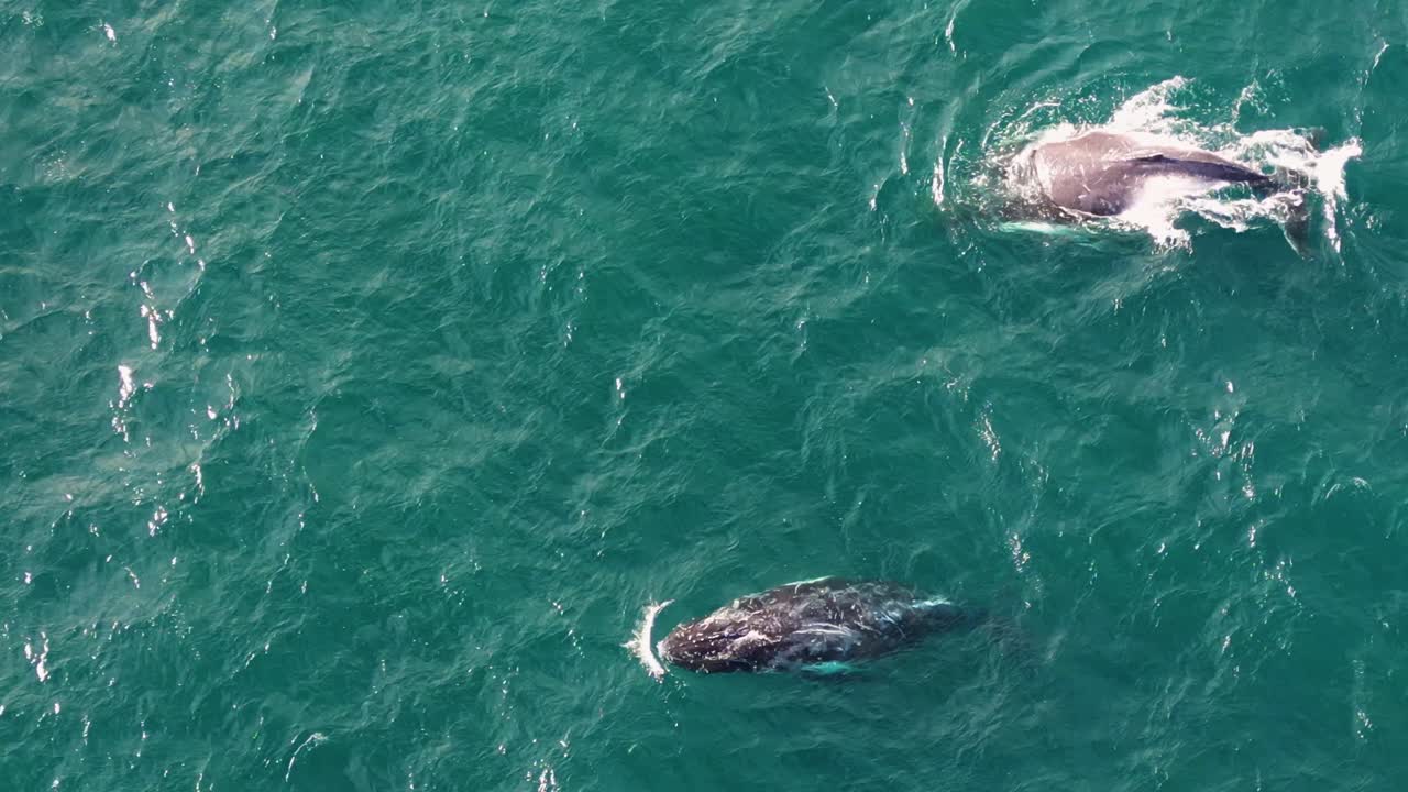 Aerial View of Whales Swimming and Breaching in the Ocean