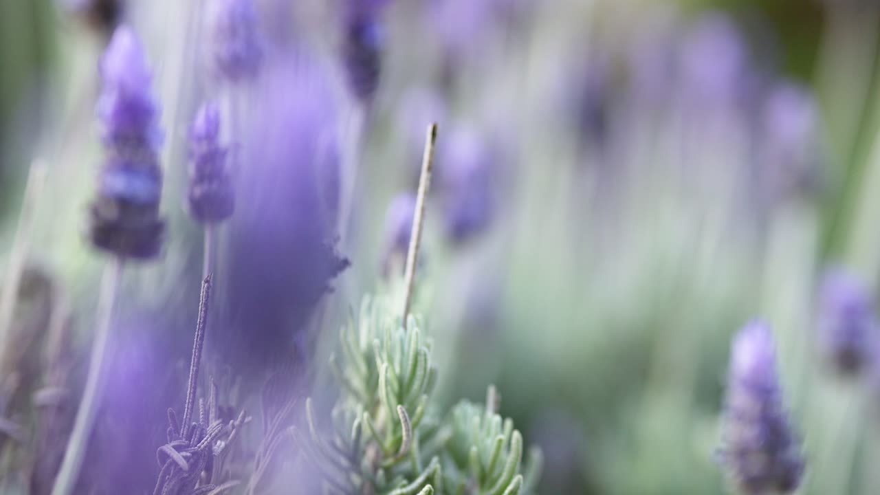 las abejas polinizan las flores de lavanda en el jardín de melbourne