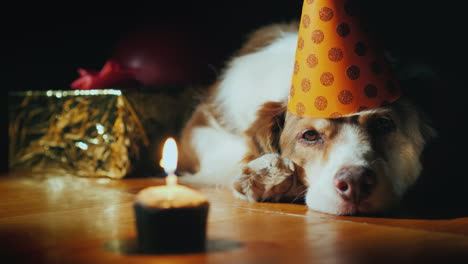 portrait of a cute birthday dog in a cap near balloons