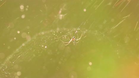 gotas de lluvia en la telaraña, telarañas en pequeñas gotas de lluvia.