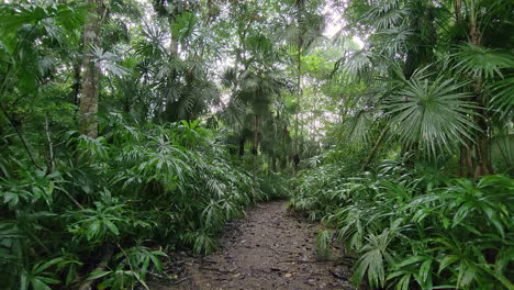 caminar hacia el bosque o la jungla