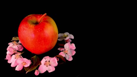 manzana orgánica rojo-amarilla con flores de manzana gira lentamente sobre un fondo negro.